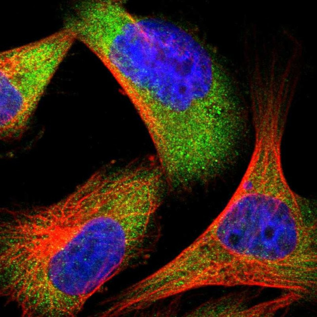 Bif1 Antibody in Immunocytochemistry (ICC/IF)