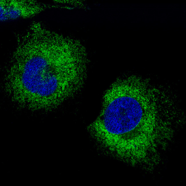 PDZD8 Antibody in Immunocytochemistry (ICC/IF)