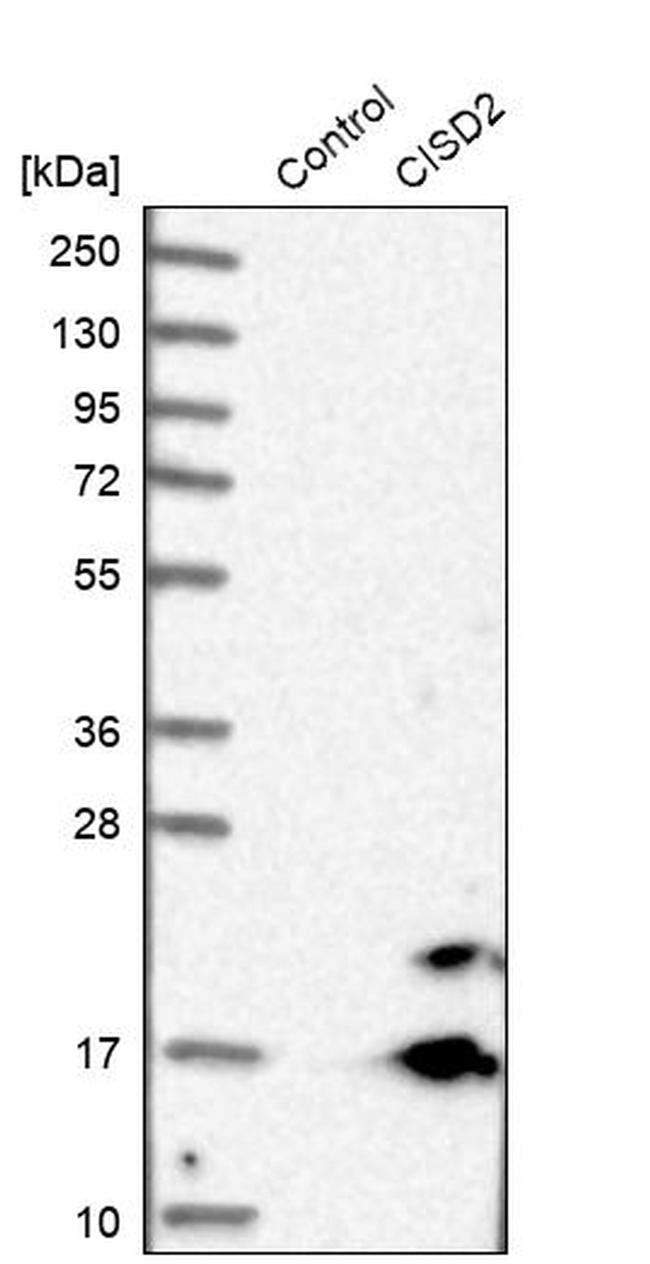 CISD2 Antibody in Western Blot (WB)