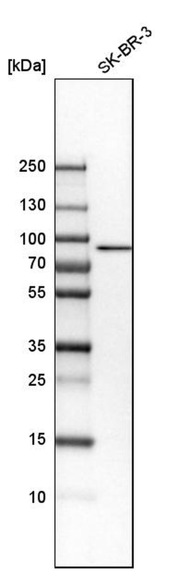 LZK Antibody in Western Blot (WB)