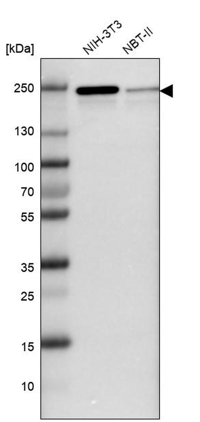 JMJD1B Antibody in Western Blot (WB)