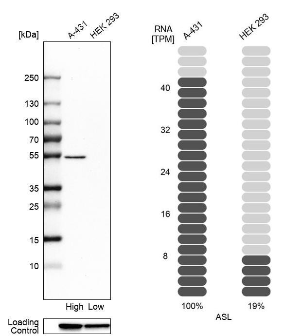 ASL Antibody