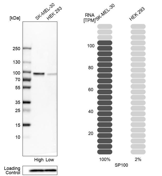 SP100 Antibody