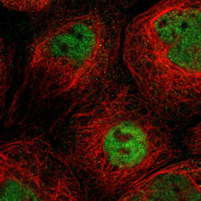 SLC15A4 Antibody in Immunocytochemistry (ICC/IF)