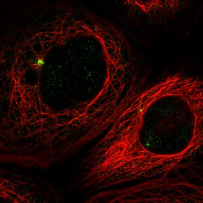 Pericentrin Antibody in Immunocytochemistry (ICC/IF)