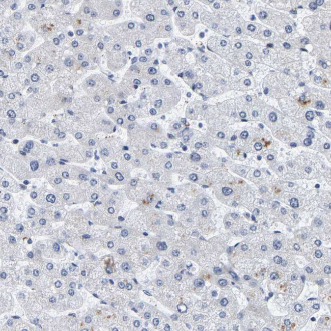 Pericentrin Antibody in Immunohistochemistry (IHC)