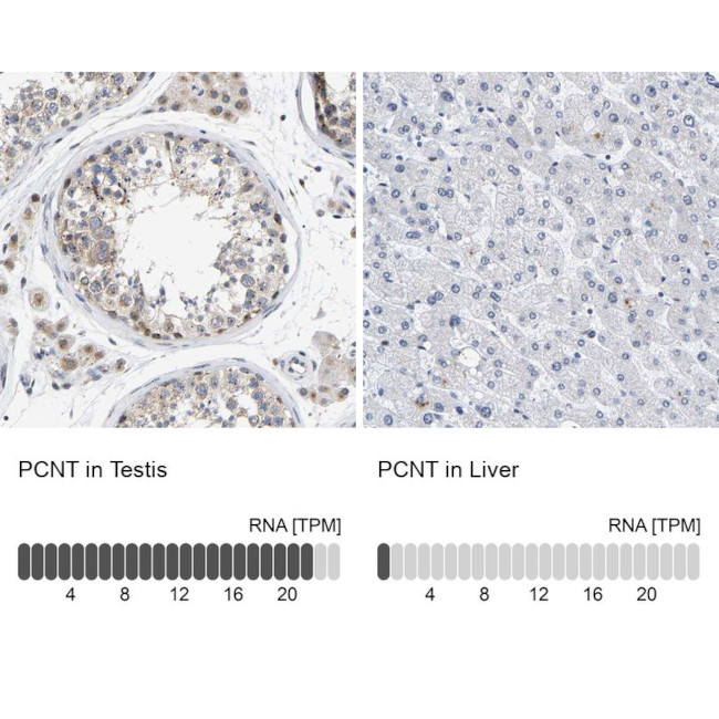 Pericentrin Antibody