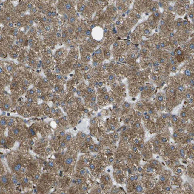 USP30 Antibody in Immunohistochemistry (IHC)