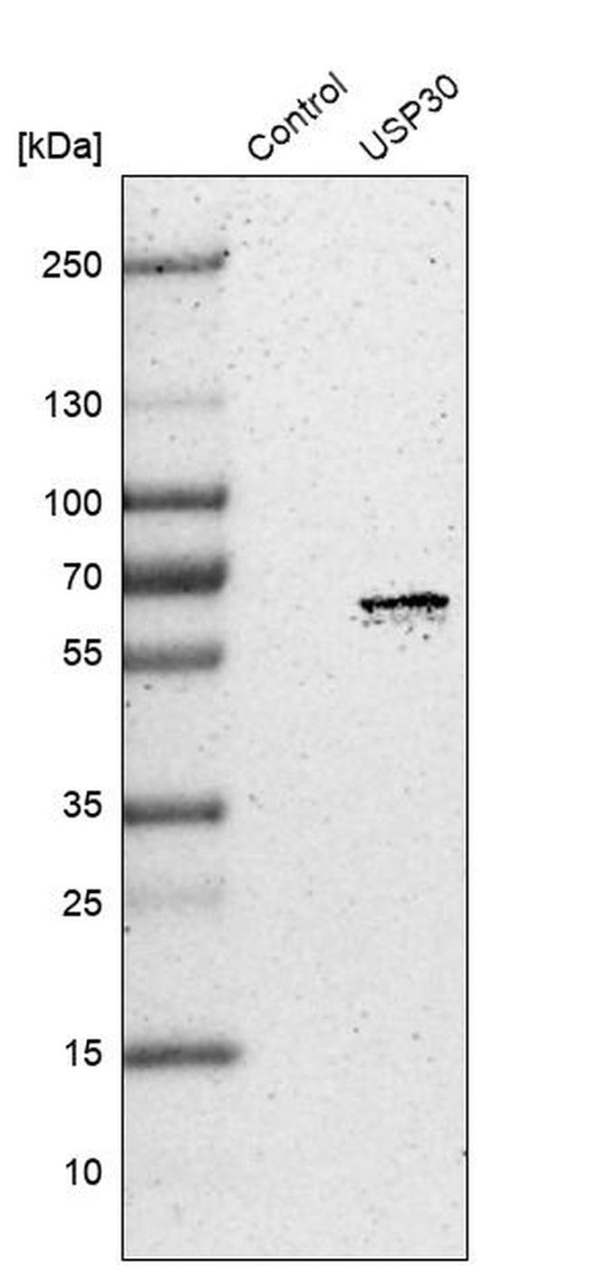 USP30 Antibody in Western Blot (WB)