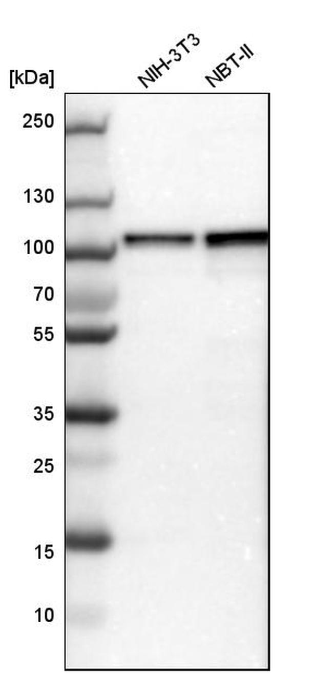 DAP5 Antibody in Western Blot (WB)