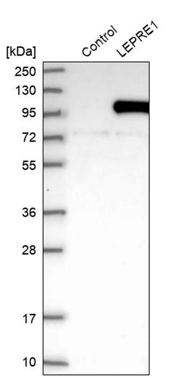 LEPRE1 Antibody in Western Blot (WB)