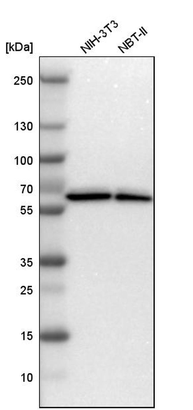 ZNF207 Antibody in Western Blot (WB)