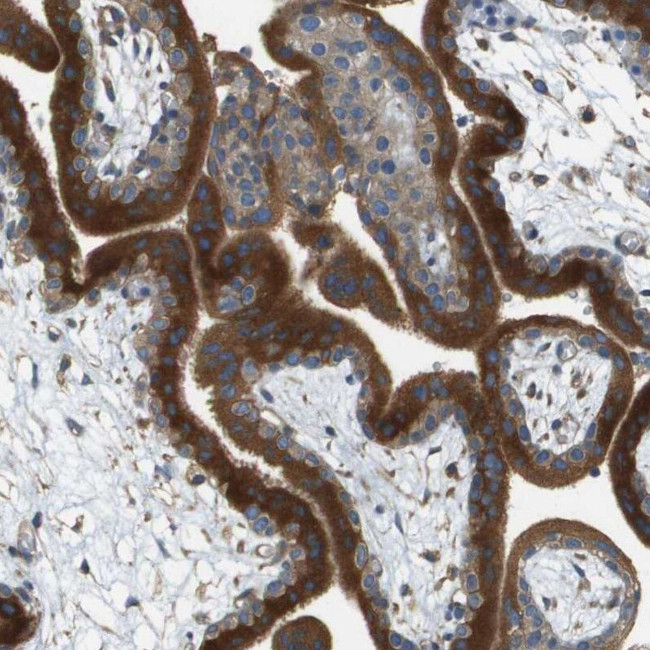 DNAJB11 Antibody in Immunohistochemistry (IHC)