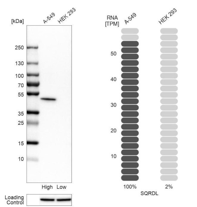 SQRDL Antibody