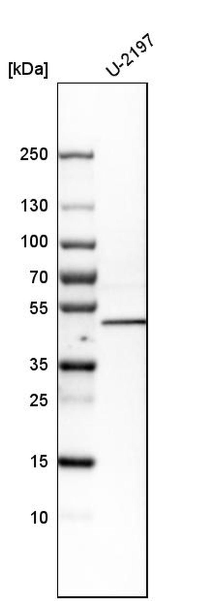 SQRDL Antibody in Western Blot (WB)