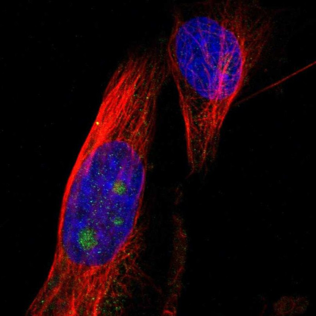 B3GNT5 Antibody in Immunocytochemistry (ICC/IF)