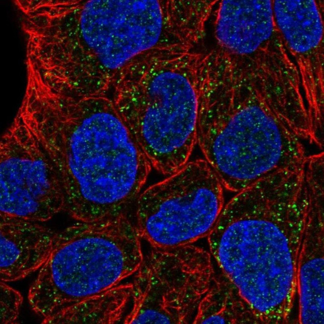 MLSTD2 Antibody in Immunocytochemistry (ICC/IF)