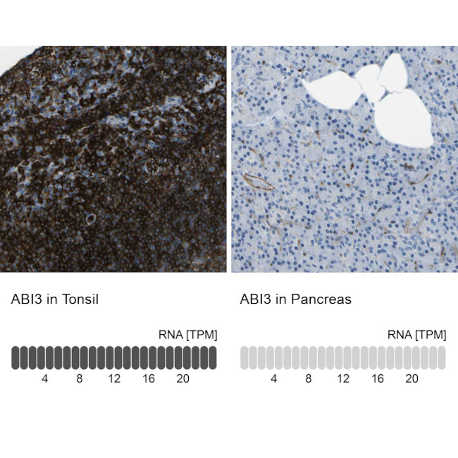 ABI3 Antibody