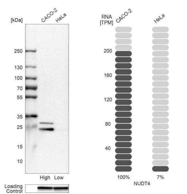 NUDT4 Antibody