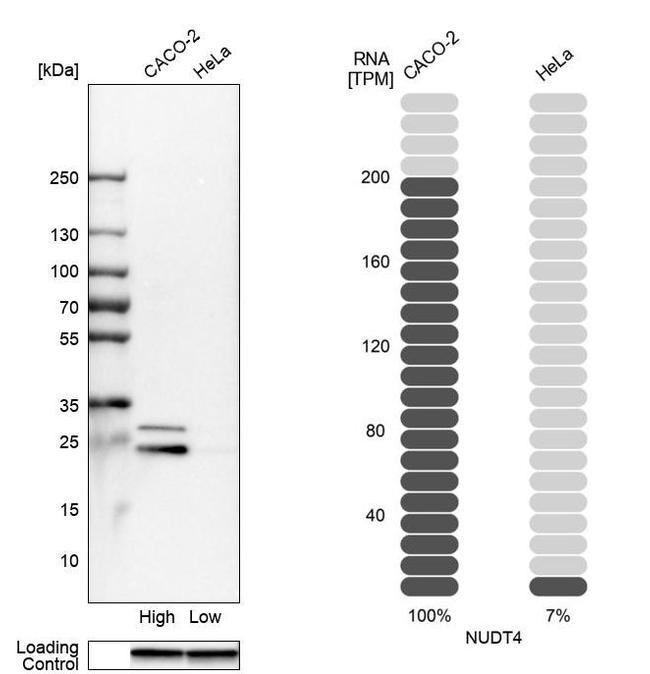 NUDT4 Antibody in Western Blot (WB)