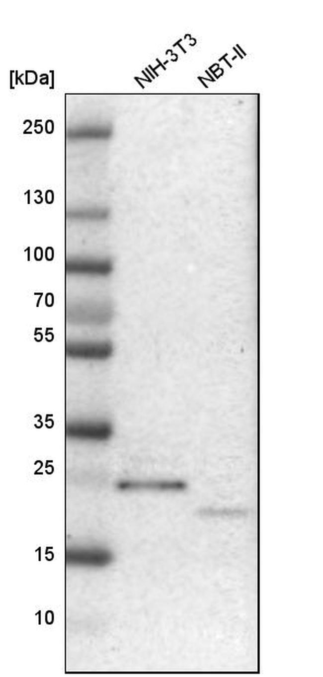 NUDT4 Antibody in Western Blot (WB)