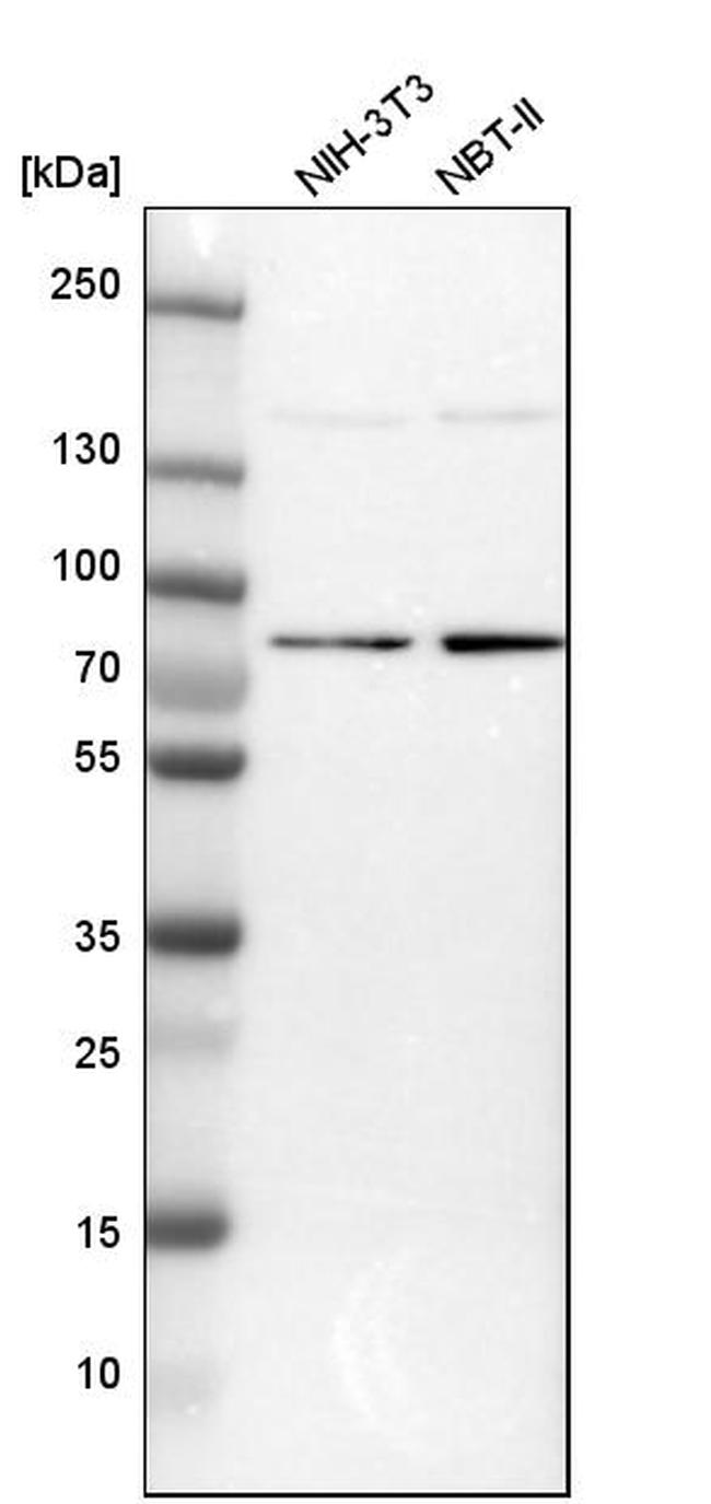 DNAJC14 Antibody in Western Blot (WB)