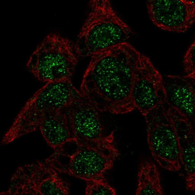 Cytoglobin Antibody in Immunocytochemistry (ICC/IF)