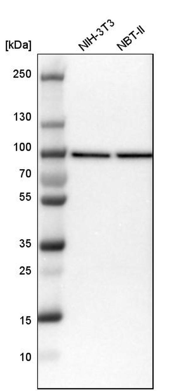 NUP93 Antibody in Western Blot (WB)