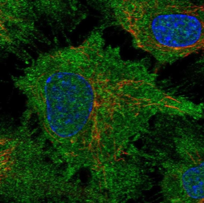 DCHS1 Antibody in Immunocytochemistry (ICC/IF)