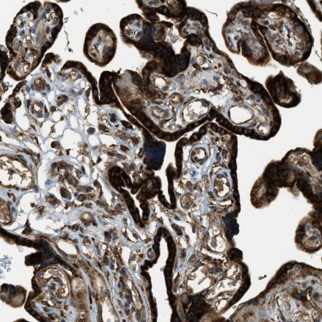 PCDH18 Antibody in Immunohistochemistry (IHC)