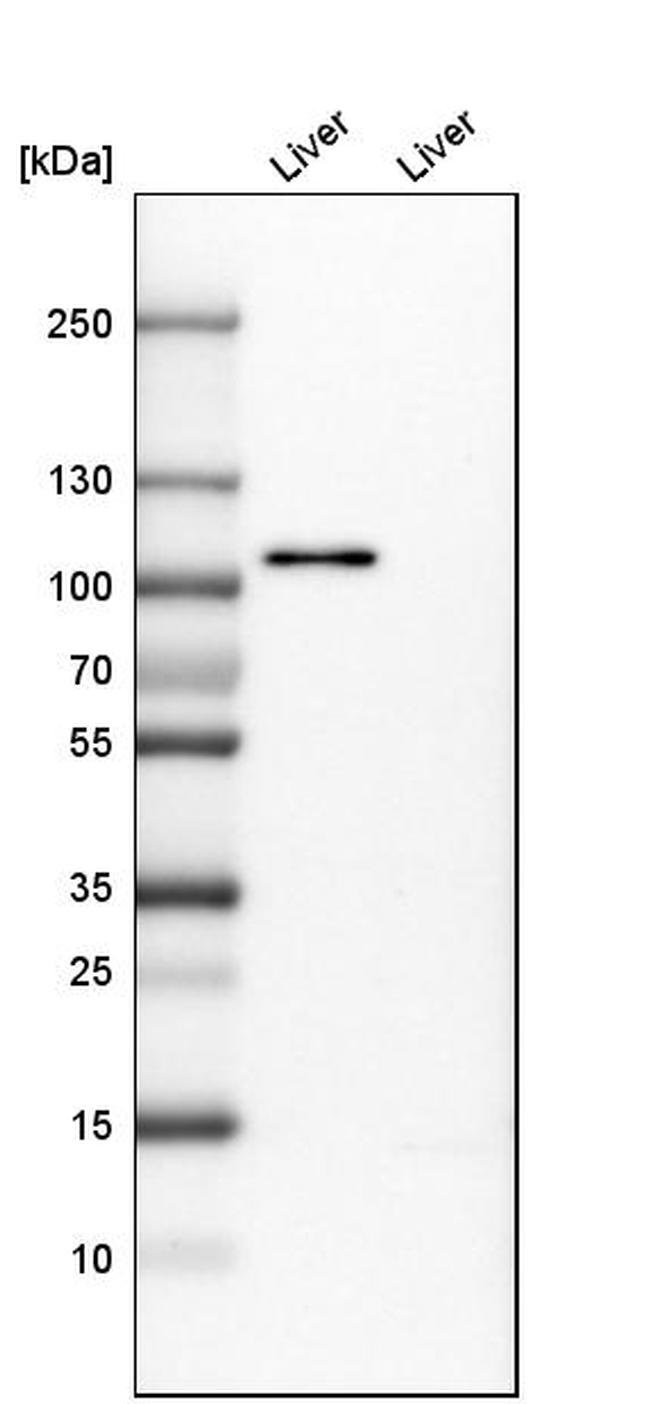 PCDH18 Antibody in Western Blot (WB)