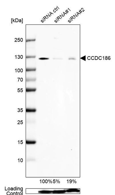 C10orf118 Antibody