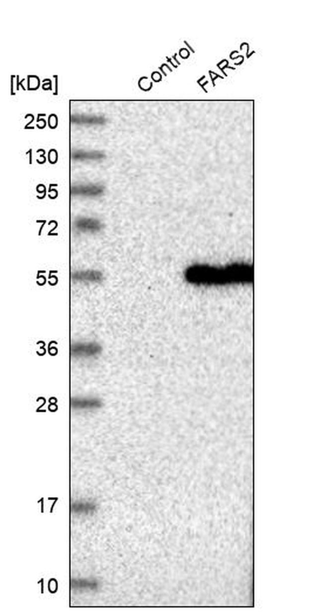 FARS2 Antibody in Western Blot (WB)