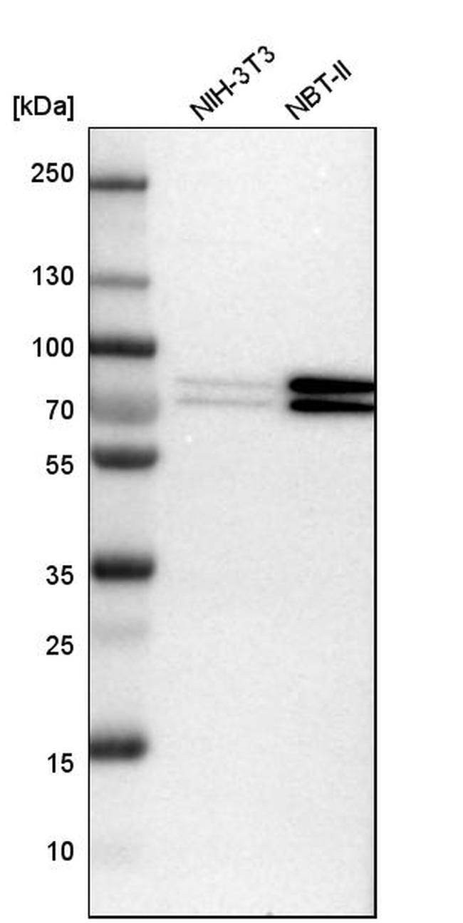 FXR1 Antibody in Western Blot (WB)