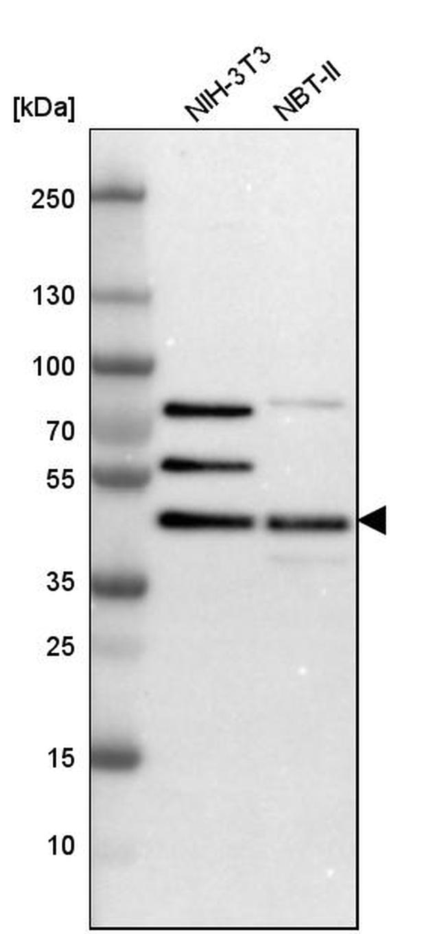 SMARCB1 Antibody in Western Blot (WB)