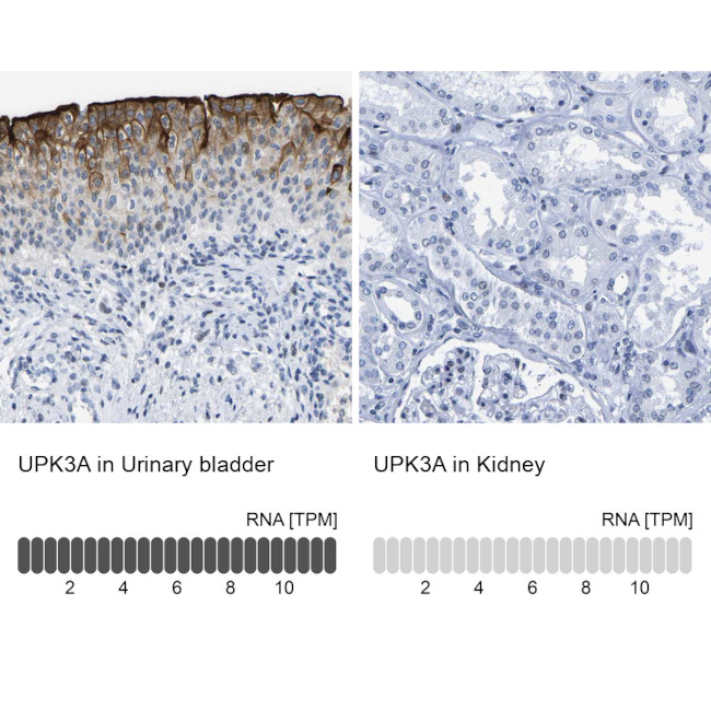 UPK3A Antibody