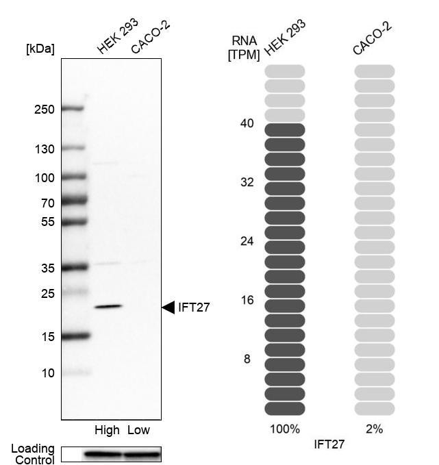 RABL4 Antibody