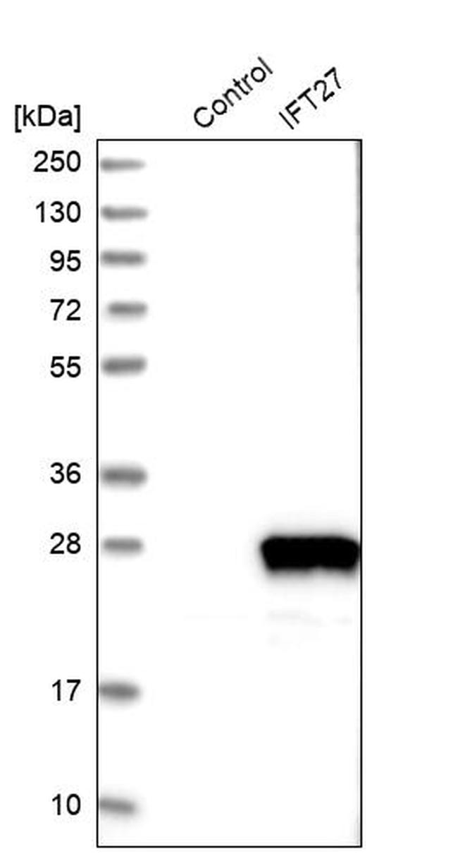 RABL4 Antibody in Western Blot (WB)