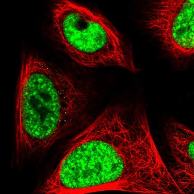 LUC7L3 Antibody in Immunocytochemistry (ICC/IF)