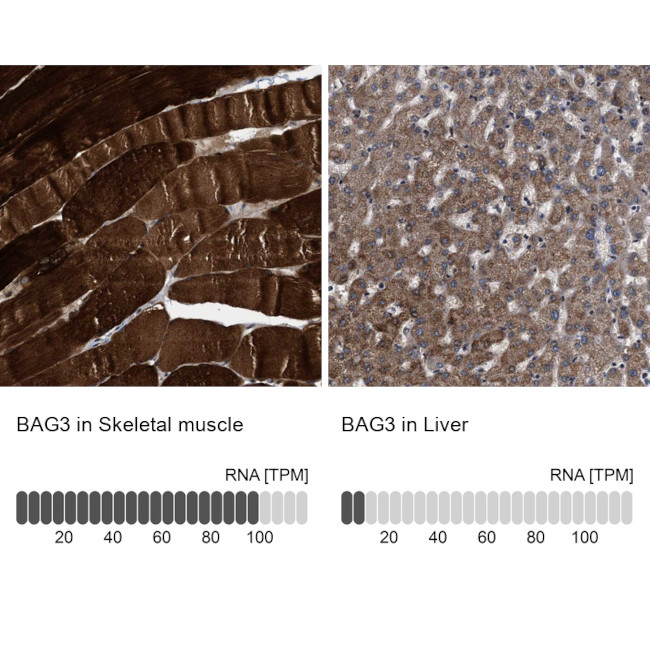 BAG3 Antibody