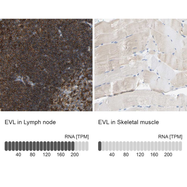 EVL Antibody