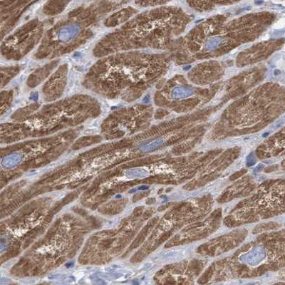 COBL Antibody in Immunohistochemistry (IHC)