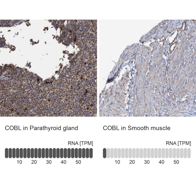 COBL Antibody