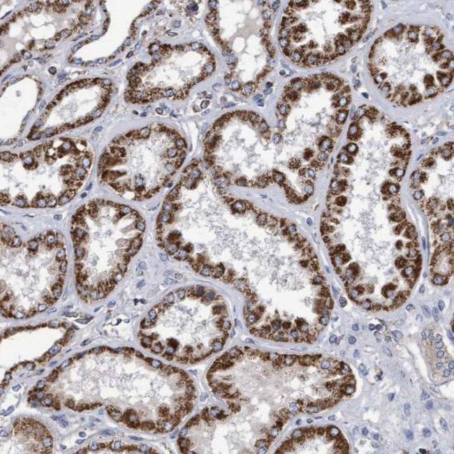 COBL Antibody in Immunohistochemistry (IHC)