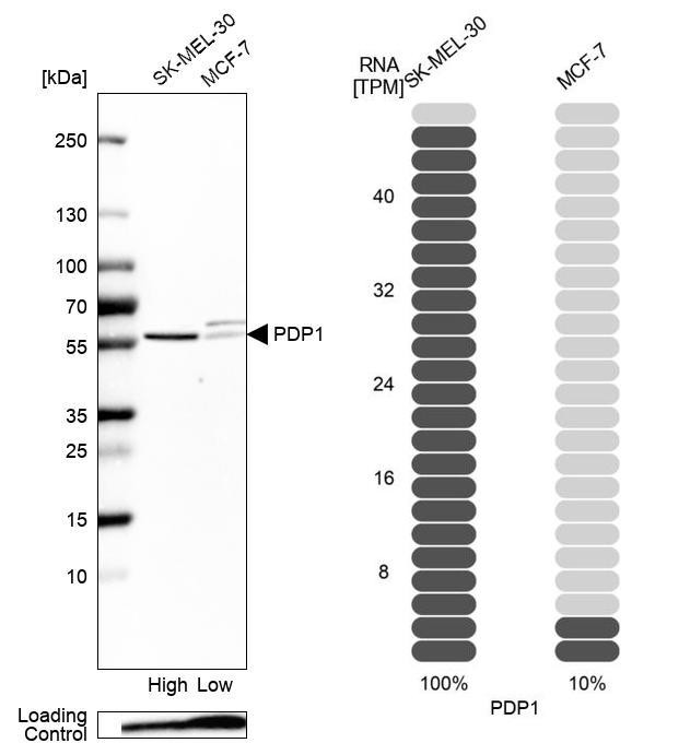 PDP1 Antibody