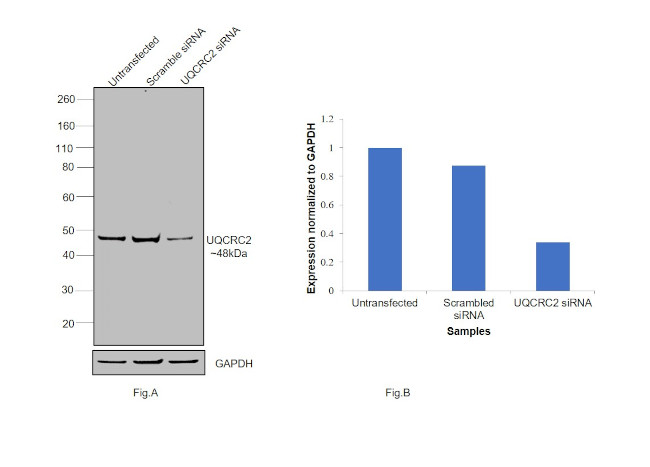 UQCRC2 Antibody