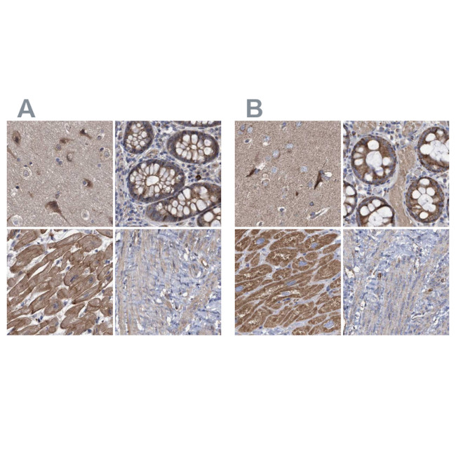 COBL Antibody in Immunohistochemistry (IHC)