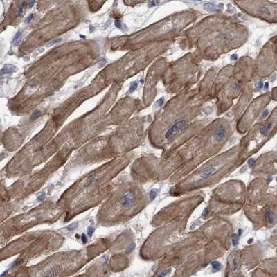 COBL Antibody in Immunohistochemistry (IHC)