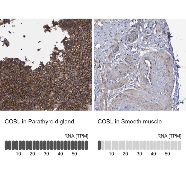 COBL Antibody