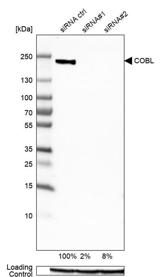 COBL Antibody in Western Blot (WB)